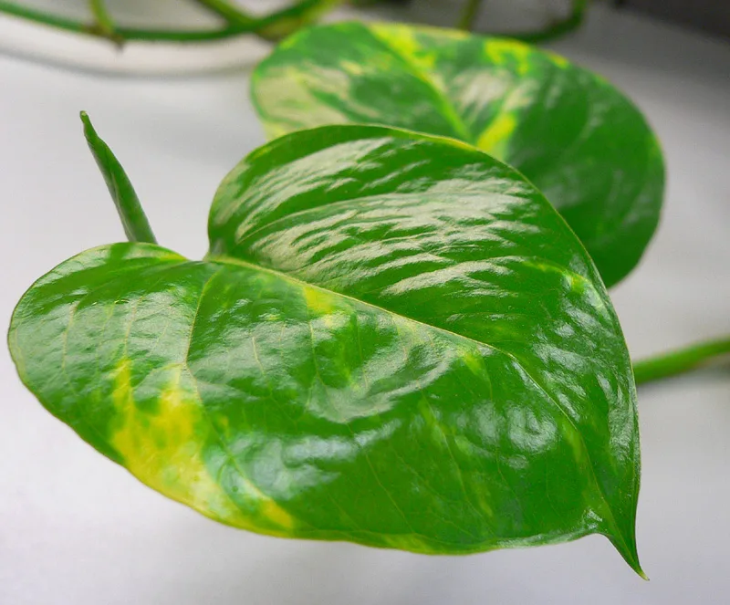 پتوس – Pothos – Epipremnum aureum